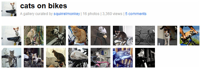 Gallery: cats on bikes